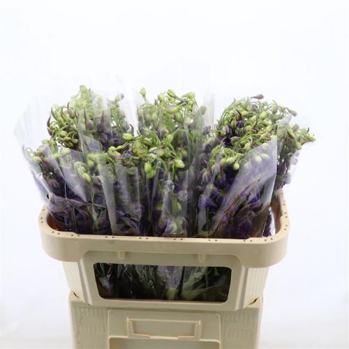 Delphinium enkelbloemig Deldonna Purple