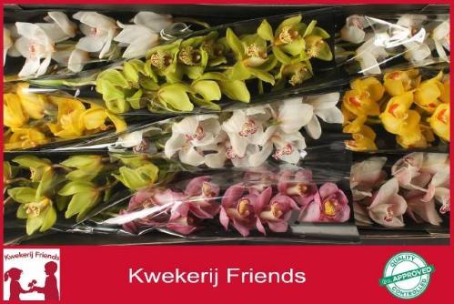 Cymbidium grootbloemig per tak gemengd