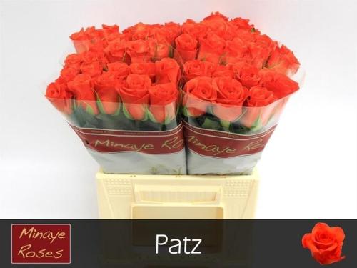 Rosa grootbloemig Patz