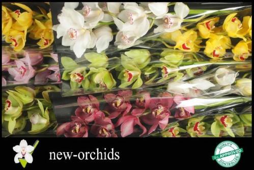 Cymbidium grootbloemig per tak gemengd