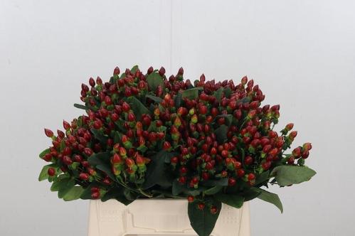 Hypericum inodorum 'Excellent Flair'