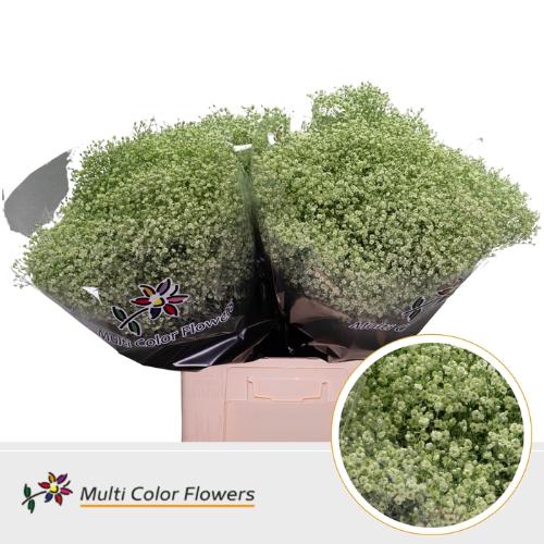 Gypsophila overig kleurbehandeld H%
