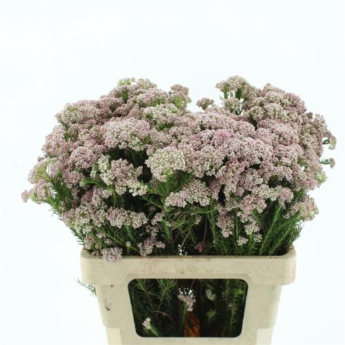 Ozothamnus diosmifolius 'Pink Panther'