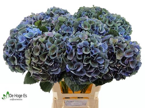 Hydrangea macrophylla Royal Crown (classic)