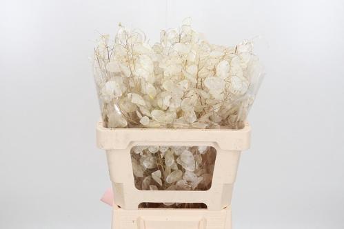 Lunaria annua (groene penning)