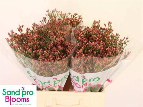Limonium sinensis Maxima Diamond