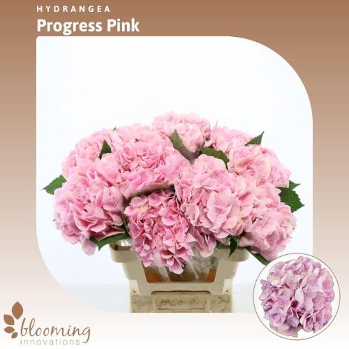 Hydrangea macrophylla Hydra Bloom Soft Pink