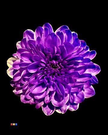 Chrysanthemum Indicum Grp tros kas kleurbehandeld H%