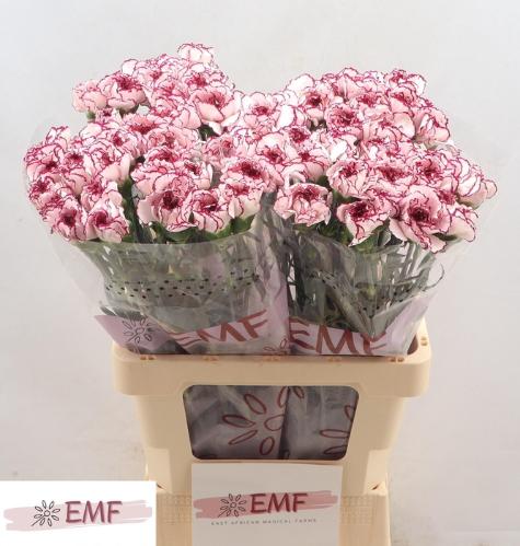 Dianthus standaard Damascus