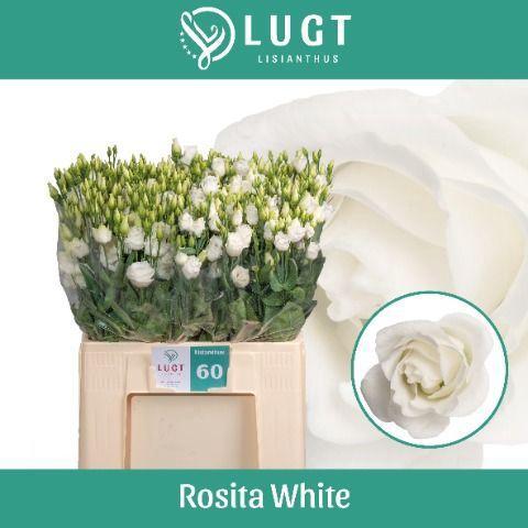 Eustoma russellianum gevuldbloemig 'Rosita White'