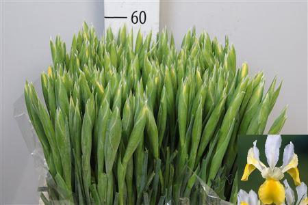 Iris (Hollandse Iris Grp) 'Apollo'