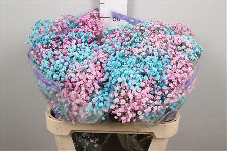 Gypsophila overig kleurbehandeld H%