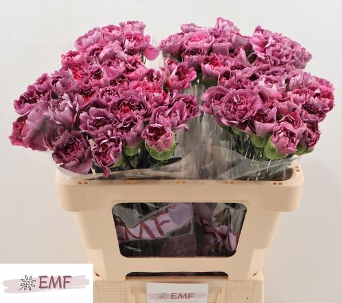 Dianthus standaard Hypnosis