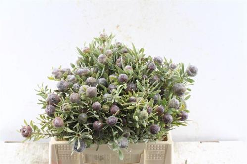 Leucadendron pubescens