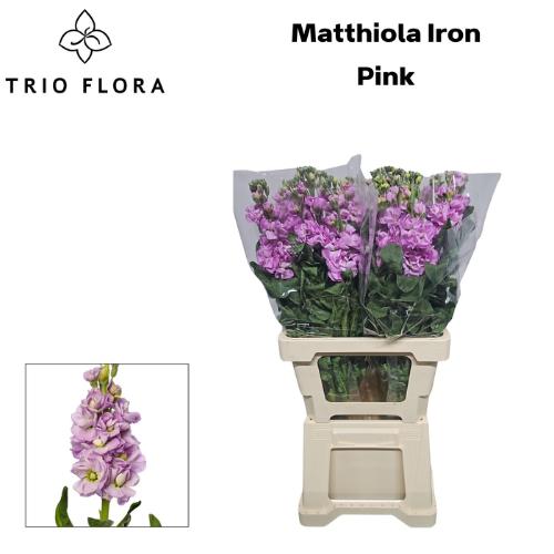 Matthiola incana 'Iron Pink'