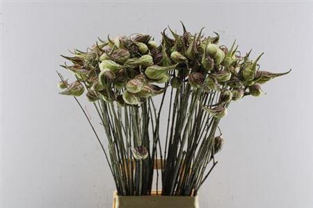 Asclepias 'Syriaca'