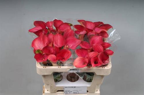 Zantedeschia 'Call Aruna'