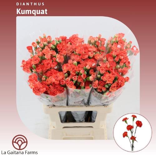 Dianthus tros Kumquat