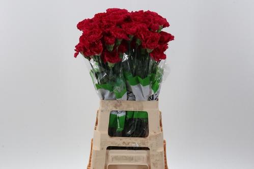 Dianthus standaard overig