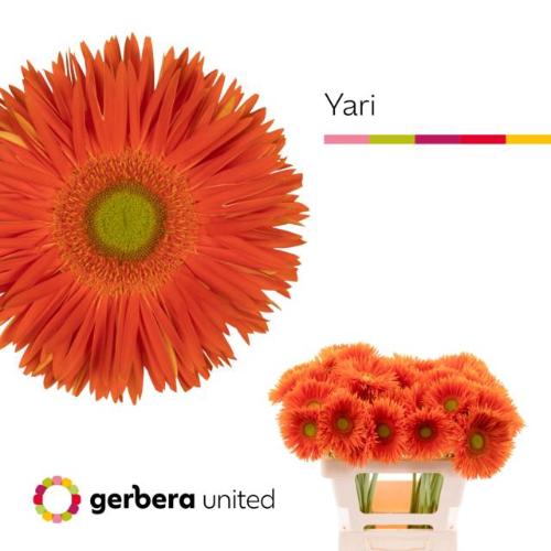 Gerbera grootbloemig spinvormig Yari+