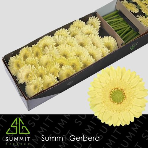 Gerbera mini Lemon Lime