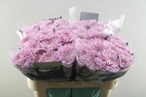 Chrysanthemum (Indicum Grp) geplozen Kalimba