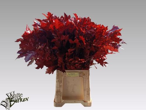 Quercus rubra kleurbehandeld H%