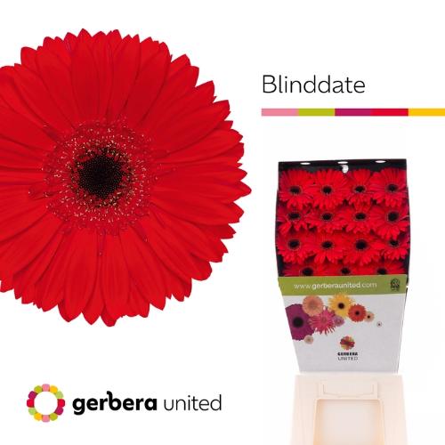Gerbera grootbloemig 'Blinddate'