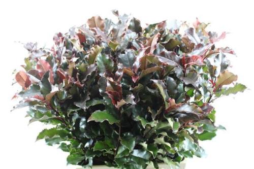 Photinia Magical Volcano