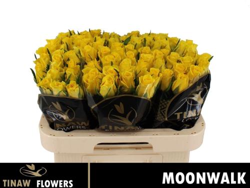 Rosa grootbloemig Moonwalk