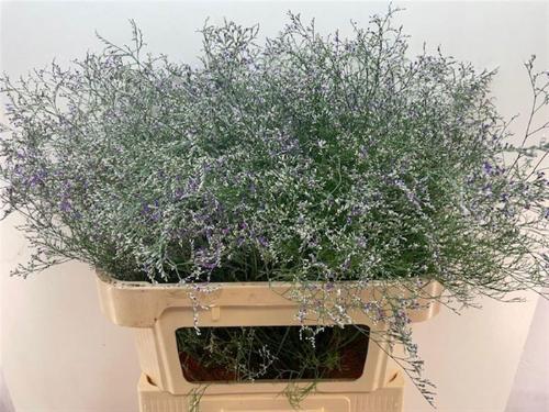 Limonium 'Beltlaard'