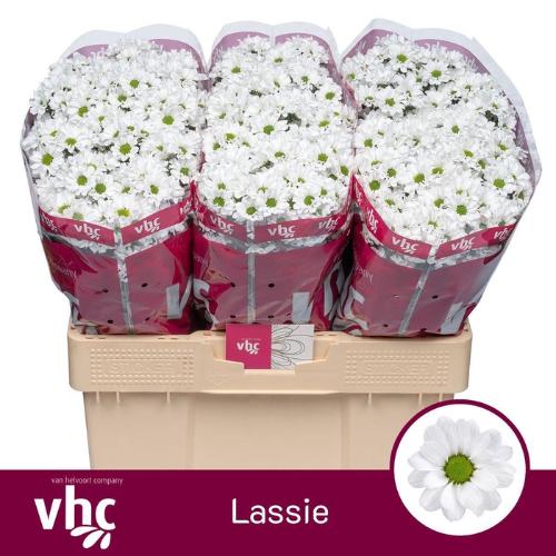 Chrysanthemum (Indicum Grp) tros santini AAA Lassie