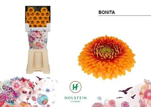 Gerbera mini 'Bonita'