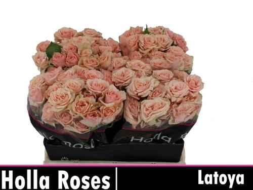 Rosa tros Latoya