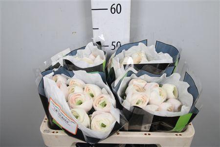 Ranunculus asiaticus Succes Hanoi