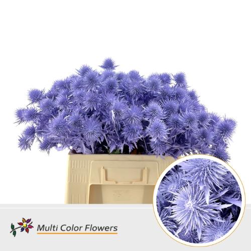 Eryngium alpinum kleurbehandeld H%