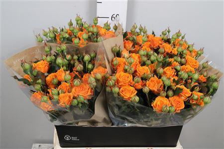 Rosa tros Orange Queen