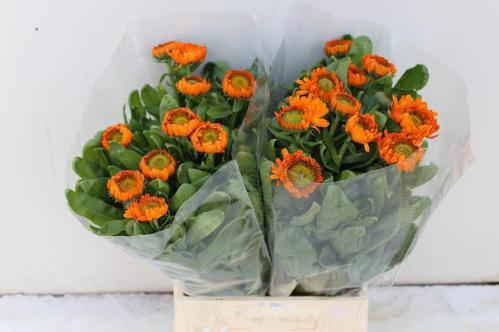 Calendula officinalis 'Green Spot Orange'