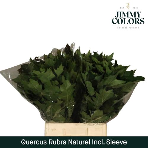 Quercus rubra
