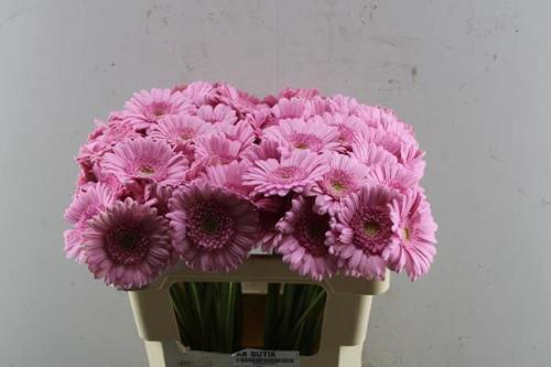 Gerbera mini 'Kimsey'