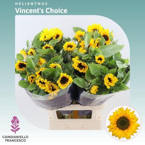 Helianthus annuus 'Vincent's Choice'