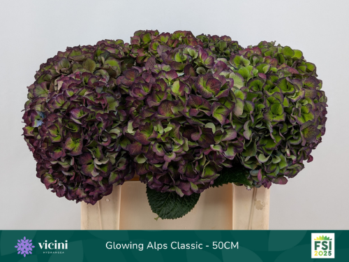 Hydrangea macrophylla Glowing Alps (paars classic)