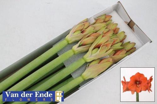 Hippeastrum Galaxy Grp 'Naranja'