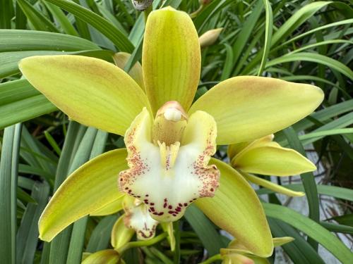 Cymbidium mini per tak Pendragon 'Green'