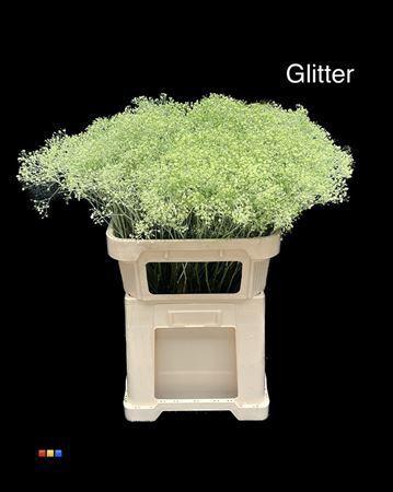 Gypsophila overig kleurbehandeld H%
