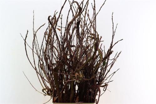 Salix udensis 'Sekka'