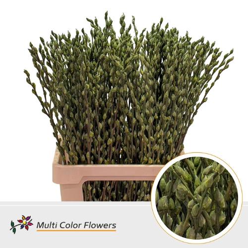 Salix caprea 'Snow Flake' kleurbehandeld H%