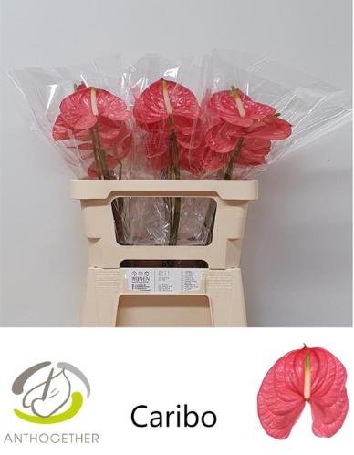 Anthurium (Andreanum Grp) Caribo
