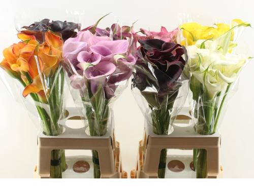 Zantedeschia overig gemengd