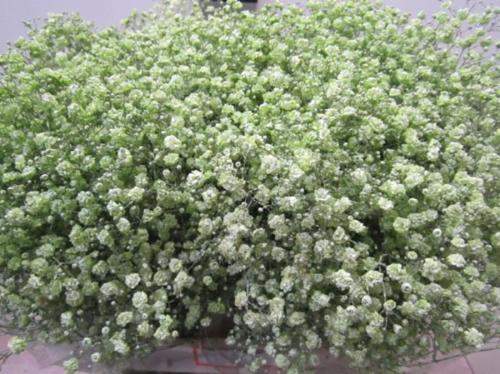 Gypsophila overig kleurbehandeld H%